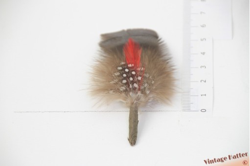 Feathers brown with red stripe in black base with white dots about 6 centimeters